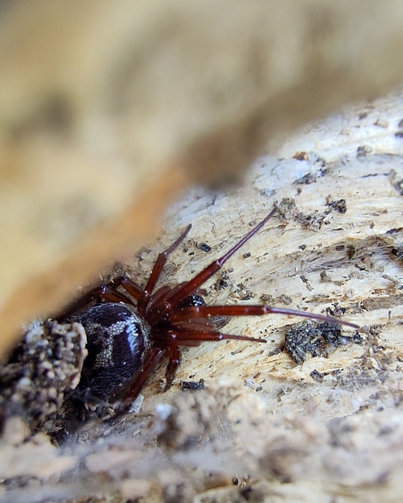A portrait photo of a large black spider. The majority of the frame is covered by light brown wood, in and out of focus. The spider is crouched on the left hand side of the frame with its legs stretched out across the frame to the right hand side. Its legs are a reddish brown, and are obscuring its head. Its large abodomen is predominantly black with some light white hairs around the edge, and white pattern, like an inverted Y, which is made up of small splodges, almost like mosaic tiles.