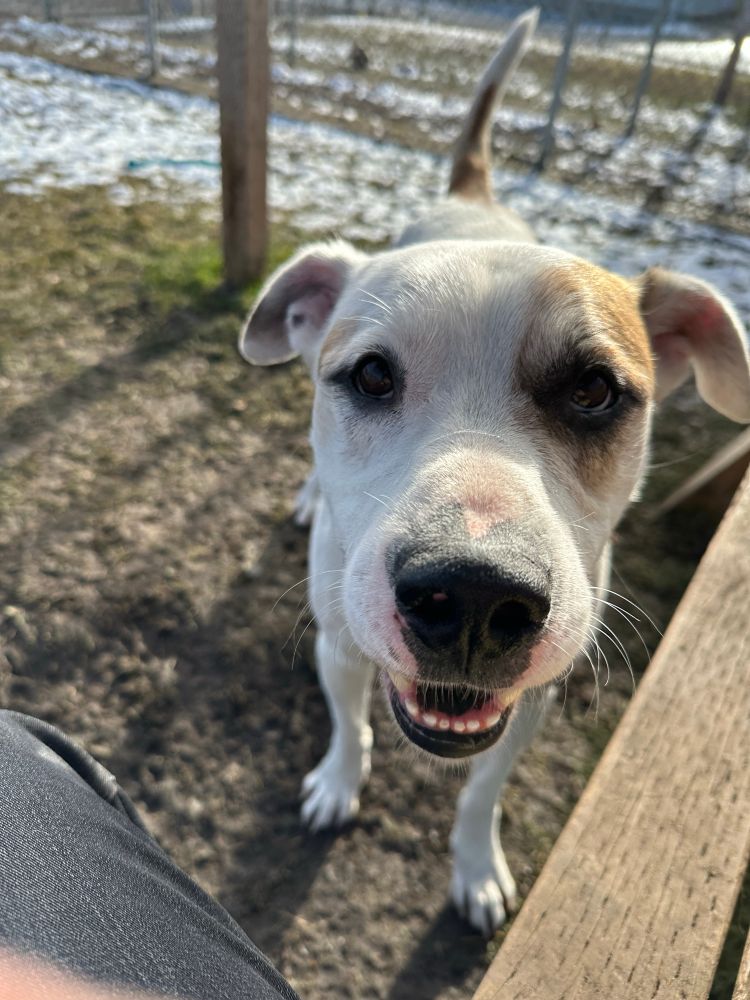 Willie loves treats doesn’t know how to fetch