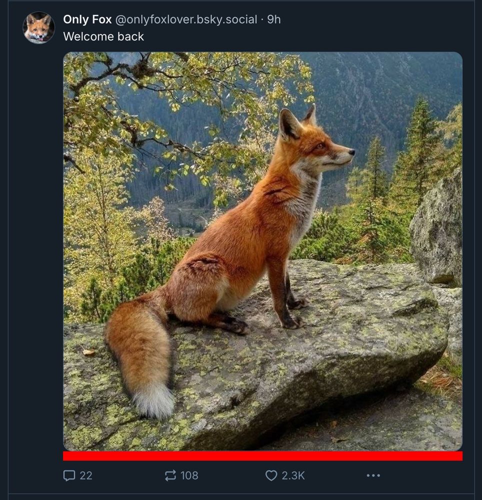 Screenshot of a single image showing no alt text displayed