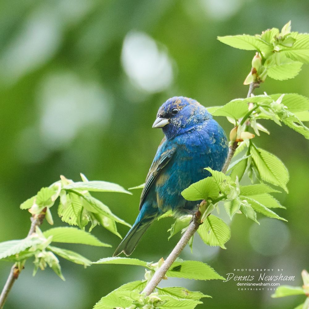 Indigo Bunting posing in a tree in Central Park Photo by Dennis Newsham