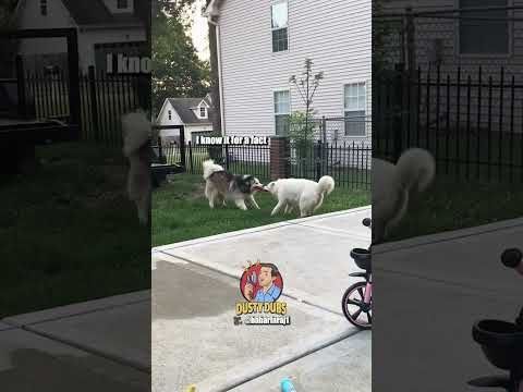 Tug of War Dogs 🎥: Voiced over with permission from baharfaraj1 (TT) #shorts
