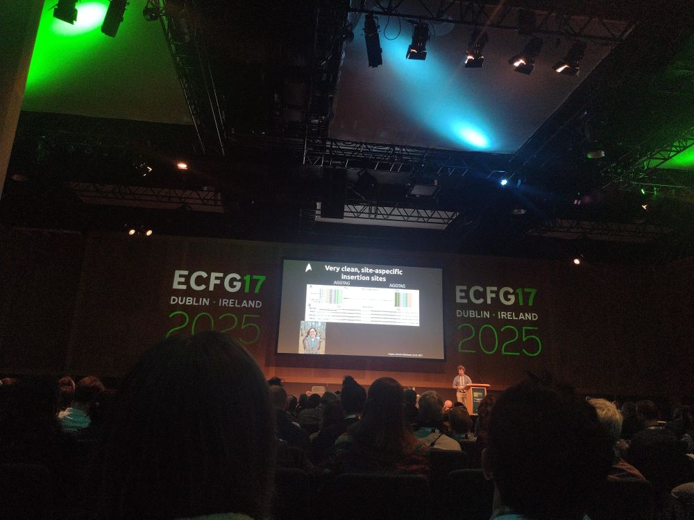 A large conference hall with a screen and a presenter next to it. The slide is titled "very clean site specific insertion sites". The slide shows an alignment of several sequences with an insertion in one of them plus a photo of Lore Ament
