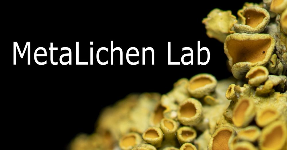 Black background with white letters 'metalichen lab'. Right and lower part of the image taken by a macro photo of a bright yellow lichen. The lichen surface has numerous cup-shaped fruiting bodies with orange inner surface