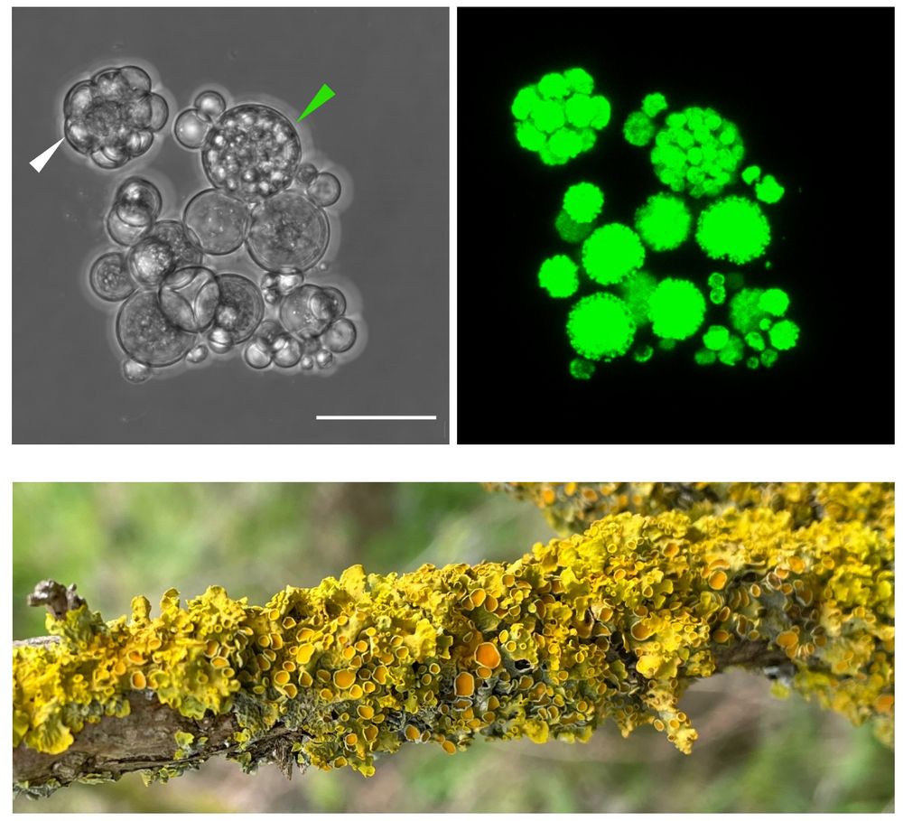 the top half shows two panels with microscopy images. Left is a light-microscopy image of a group of algal cells. The cells are round with different sizes. Two arrows point at sporangia: one looks as if someone stuffed 8 footballs in a thin elastic bag. The other is perfectly round and contains many small spores within. The right panel shows the same group of cells, but in fluorescent microscopy, where green color shows chloroplasts. In each cell the chloroplasts are globular with small lobes sticking out. The bottom half shows a photo of Xanthoria lichen - bright yellow and leafy growing on a tree branch