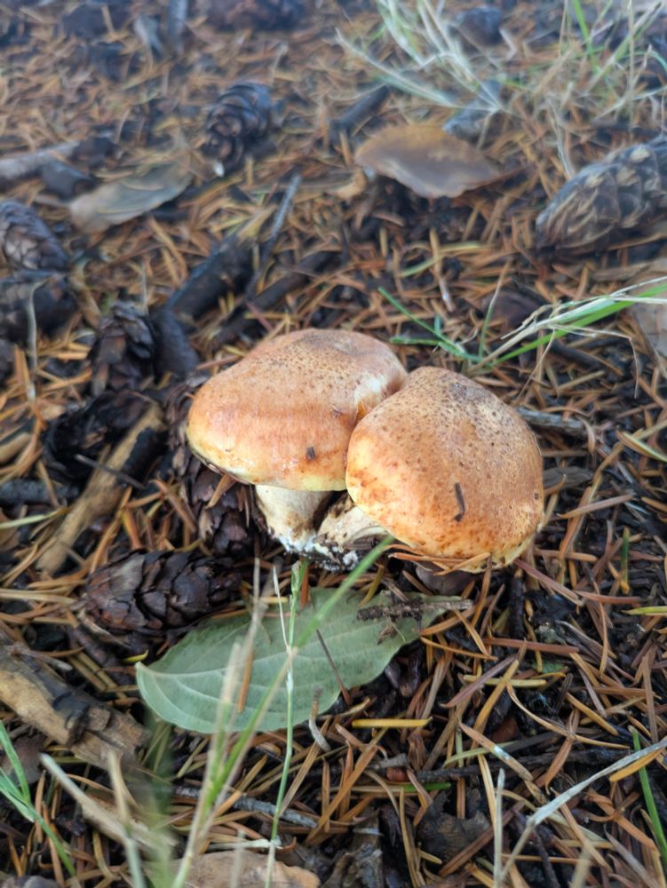 maslyuky, a bolete among pine litter. The mushroom has buttery feel to its cap, it's growing in cluster with distinctive white web like Mycorrhiza appearing near the base. The under side contains a series of pores 