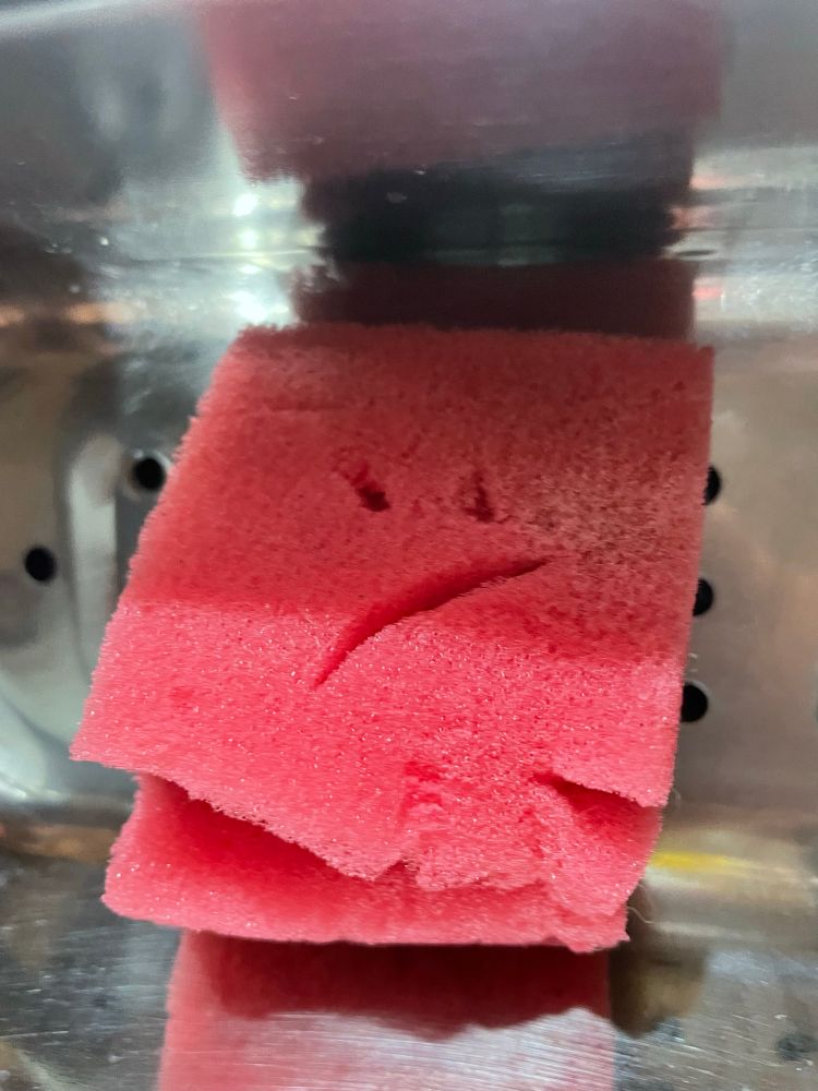 An upset looking kitchen sponge