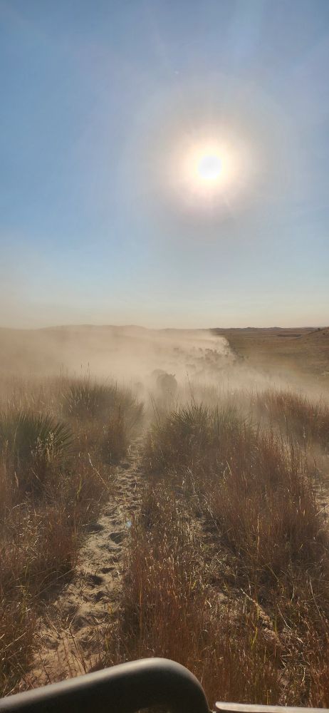 Cattle in the drought stricken Sandhills