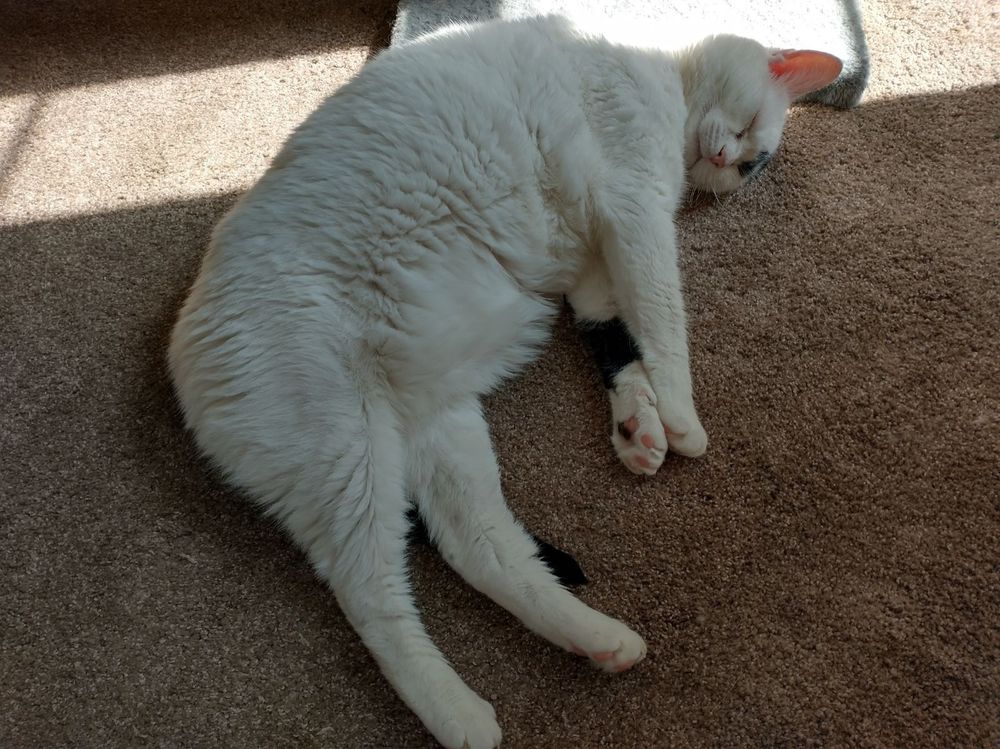 Salsa the fat kitty loafer basking in just a lil sun uwaaaa~
