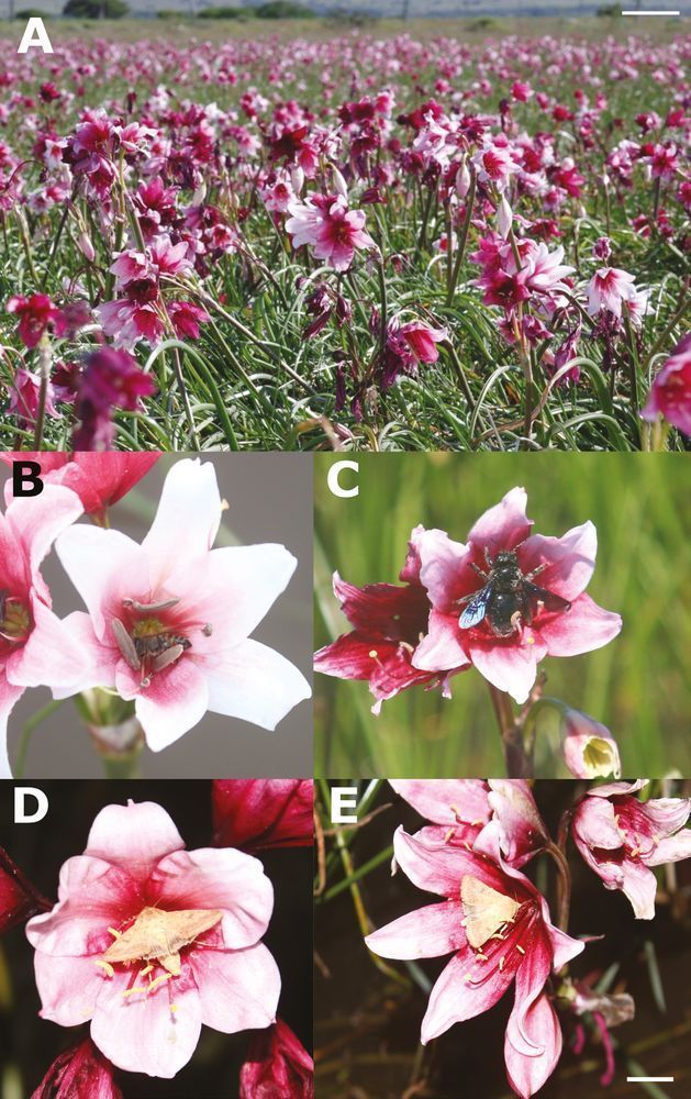 Five images of the angiosperm Crinum campanulatumin in situ, showing pink flowers pollinated by different species of bee and moth. 