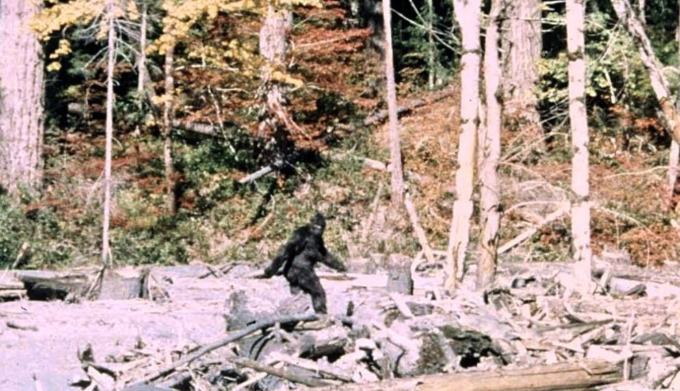 photo mythique du cryptide bigfoot dans la forêt