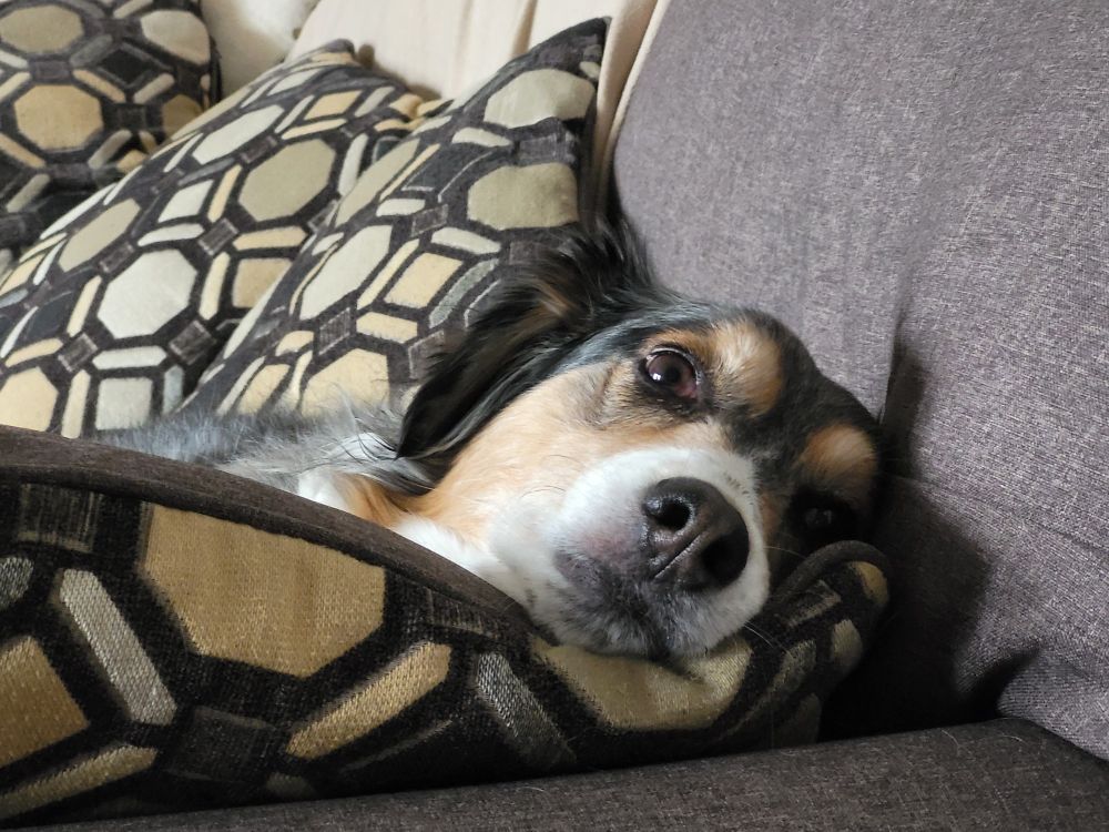 Dog lying on a couch. 