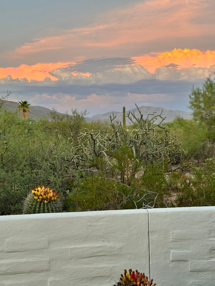 Sunset barrel cactuses 