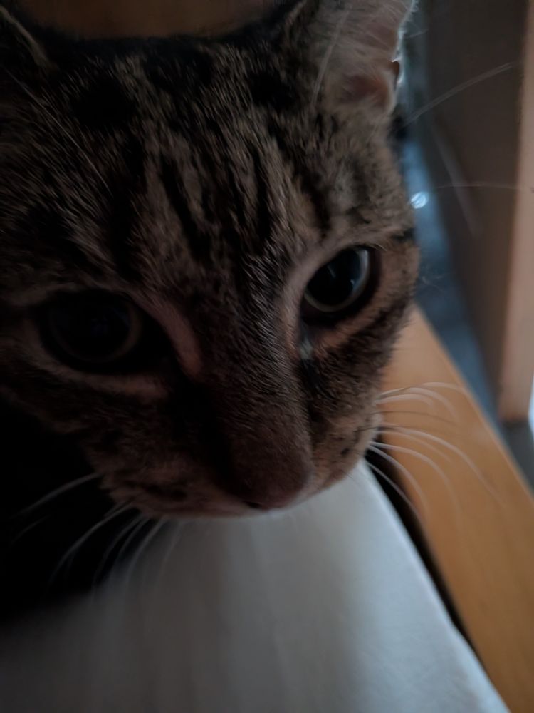 Cat looking beseechingly at me as she does not want her food, following me around the house.