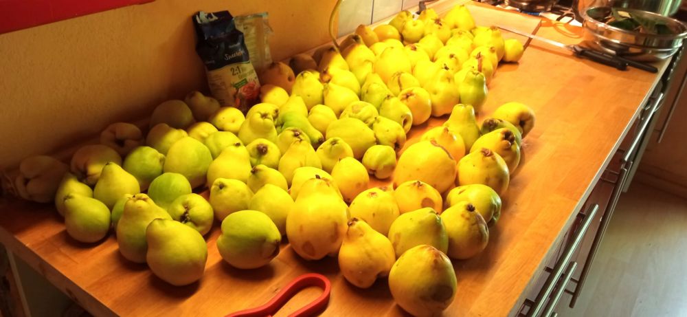 Quitten, geerntet