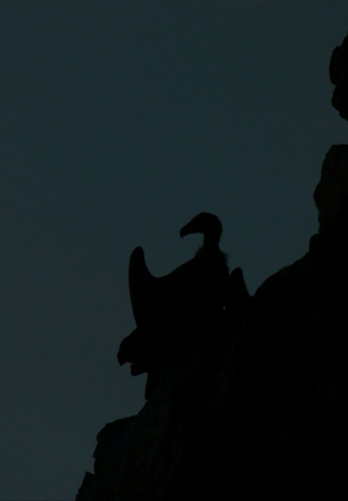 Silueta de un buitre leonado apoyado en una roca.