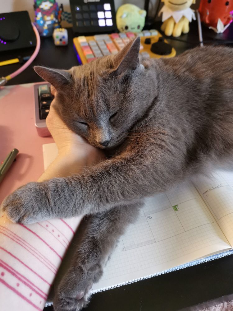 The same cat, having won her plea, resting her head directly in my palm while still laying on top of everything on the desk, filling a slack message with garbled keyboard inputs.