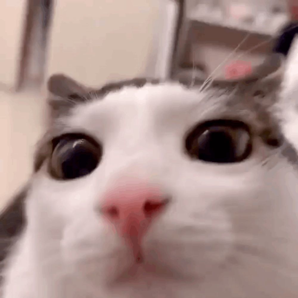 a close up of a cat 's face with big eyes and a pink nose looking at the camera .