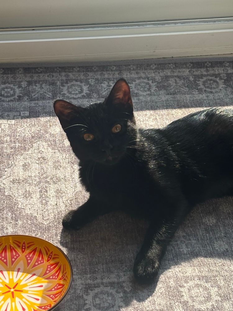 a black cat sitting in a sun spot on a grey mat. trinket’s eyes are a golden yellow. her orange bowl can be seen in the lower left corner too. 