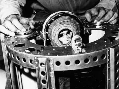 Albert II Secured for Launch – The Face of Early Space Biology

This haunting yet historically vital image shows Albert II, a rhesus monkey, moments before becoming the first primate launched into space on June 14, 1949. Strapped into a tightly fitted capsule, Albert’s eyes peer out from a narrow opening in his restraint system—eyes that reflect a mixture of curiosity, confusion, and vulnerability. The cylindrical metal frame surrounding him is dotted with holes for access, airflow, and sensor monitoring, a stark reminder of the rudimentary technology that defined early space missions. The monkey’s snugly secured body is surrounded by padded walls to reduce trauma from acceleration forces, while his head protrudes through a reinforced ring designed to keep him upright and conscious throughout the flight.

The apparatus around Albert is a cross between medical life support and industrial engineering. Wires and small analog devices are visible on the frame, each connected to biometric sensors tracking vitals such as heart rate, respiration, and neural activity. These were critical to understanding how a living organism responded to the intense stresses of launch, microgravity, and descent. Though he reached an altitude of 83 miles—crossing the Kármán line that marks the edge of space—Albert II died on impact due to a parachute failure upon re-entry. His death was not in vain; it led directly to safety enhancements in future capsule design and marked a critical transition toward human spaceflight.

The image also raises enduring ethical questions. Albert II’s flight was conducted without the benefit of informed consent, sparking decades-long debates over the use of animals in research. Yet his journey laid the groundwork for the biomedical protocols used in Mercury, Gemini, and Apollo missions. Today, Albert II remains both a scientific pioneer and a symbol of sacrifice in humanity’s quest to explore beyond Earth’s atmosphere.