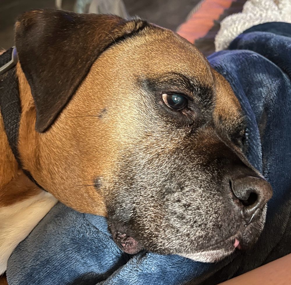 My dog Brody resting. 