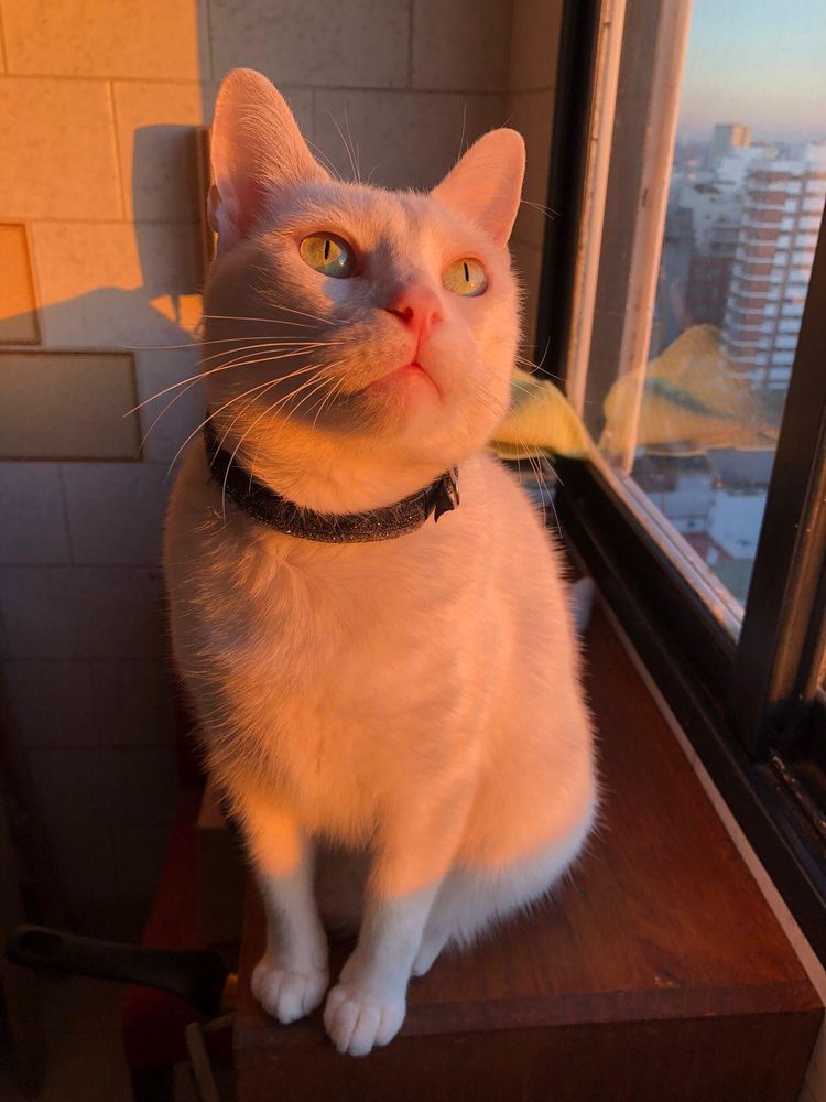 Credit to the original poster Turbulent_Resist503 who posted it on r/aww on December 21st, 2025 at 10:38 PM UTC.