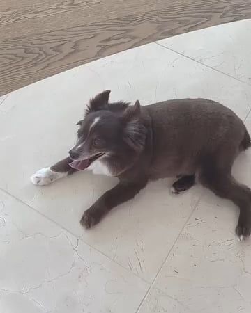 Credit to the original poster AcceptableTrainer458 who posted it on r/aww on December 21st, 2025 at 8:32 PM UTC.