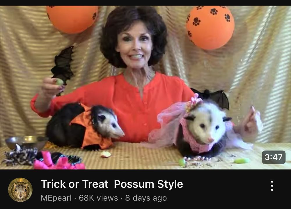 A screenshot of a youtube video by user MEpearl. It’s titled Trick or Treat Possum Style. The picture is of an older woman surrounded by sheets and halloween balloons. She has two opossums on the table in front of her. One is wearing a princess costume and the other is wearing a jester costume. 