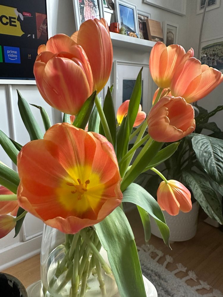 Orange tulips in a vase 