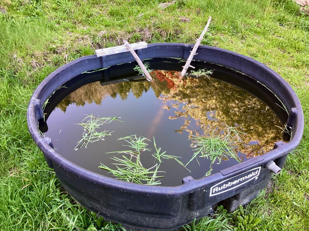 Large black plastic water trough with small tadpoles swimming. Trees reflected on the surface include flowering crabapple, red japanese maple and douglas firs.