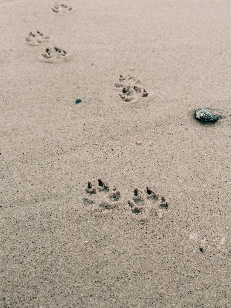 Paw prints in the sand