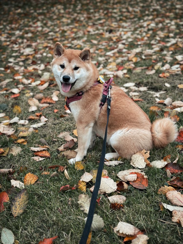 Shiba inu sitting on grass that is covered in leaves