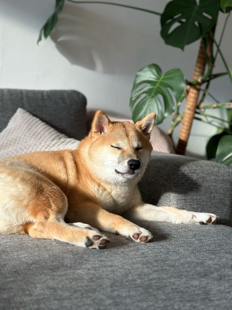 Shiba with closed eyes