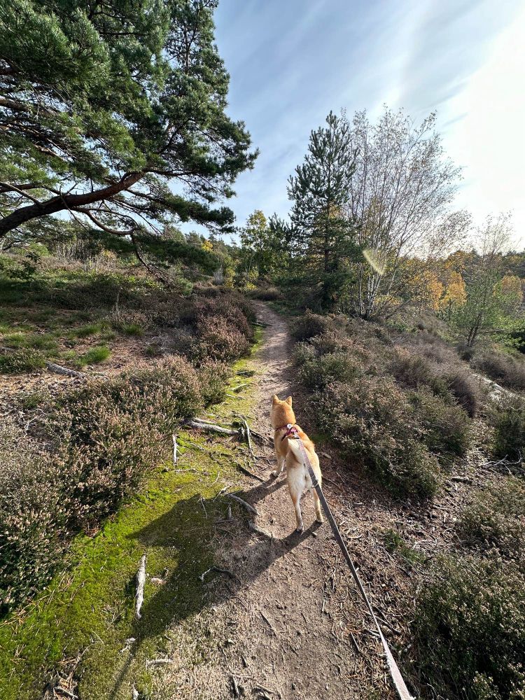 Shiba Inu in the heath