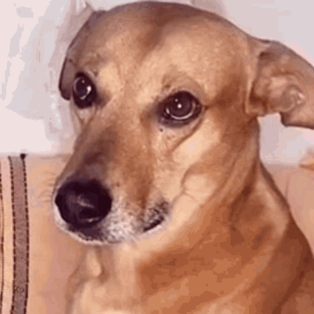 a close up of a brown dog sitting on a couch .