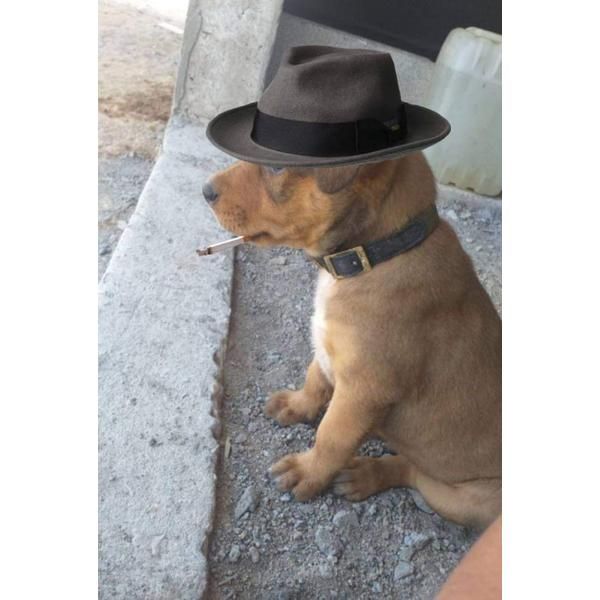 Chapéu Fedora Panamá Feltro Unisex Várias Cor Aba Dura 7 Cm