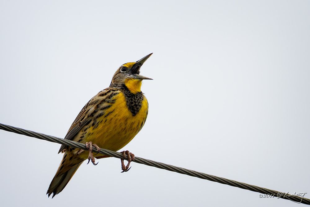 A Western Meadowlark sings its song while perched on a wire.