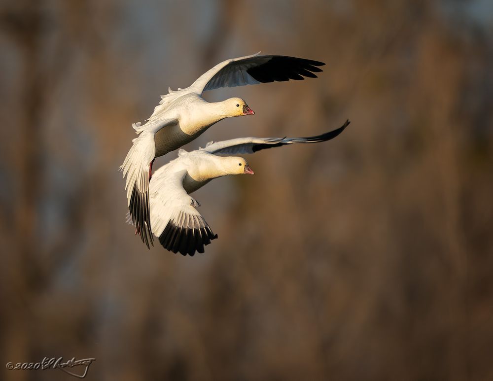 A pair of Ross' Geese fly in formation in the evening light.