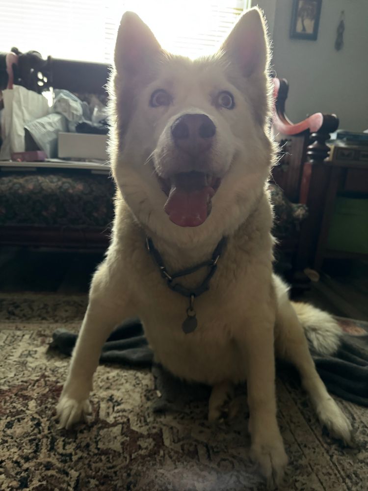 An old white husky dog sits up. She is looking directly at the camera with her mouth open and tongue hanging out. 