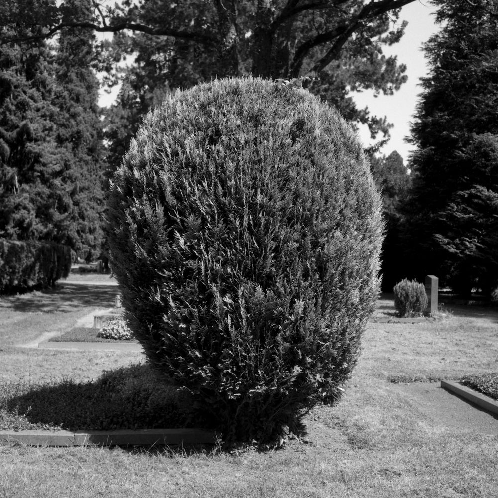 Zentral steht ein akkurat gestützte Heckenbaum auf einer Friedhofswiese auf dieser Schwarz-Weiß-Aufnahme.