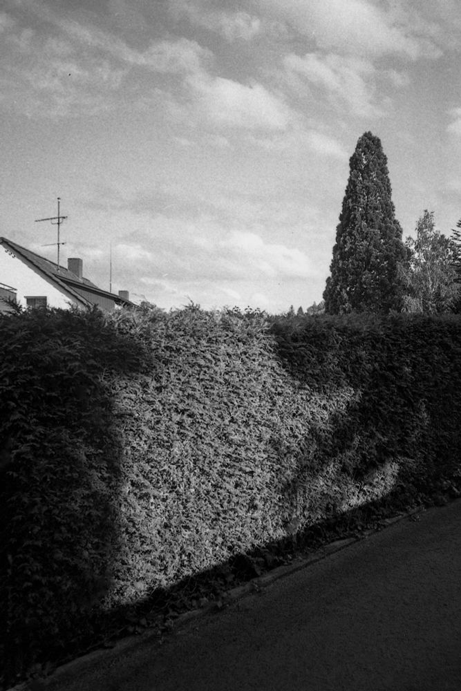 Auf der Schwarz-Weiß-Aufnahme ist eine teilweise von der Sonne angestrahlte Hecke zu sehen. Links hinter der Hecke steht ein Haus, von dem nur der obere Teil der Fassade und das Dach zu sehen sind. Rechts hinter der Hecke steht ein nach oben spitz zulaufender Baum. Der Himmel ist bewölkt, aber die Sonne wirft Licht auf die Hecke und sorgt für hübsches Schattenspiel