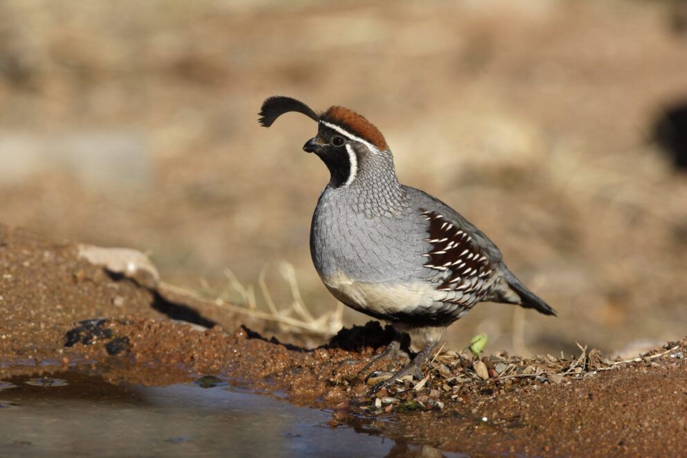 A Gambel's Quail standing on dark soil next to a puddle of water. The qual is gray with a light colored belly, brown and white speckling on the wings, with  a dark face and red plumage on its head. A black feather sticks out from their head.