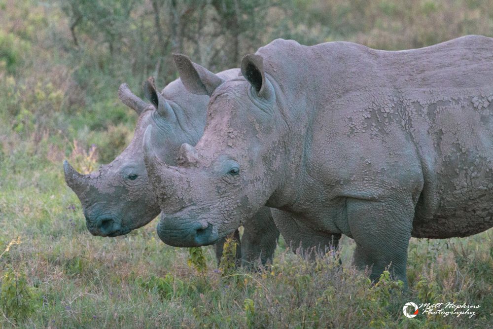 Two rhino stand side by side