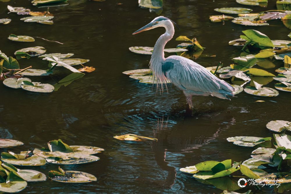 A great blue heron stands amongst lily pads