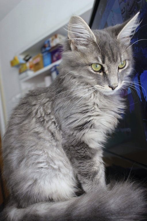 A photo of a silver-haired cat with green eyes sitting close to a screen. It's not shown in the picture but he's probably sitting on a keyboard.