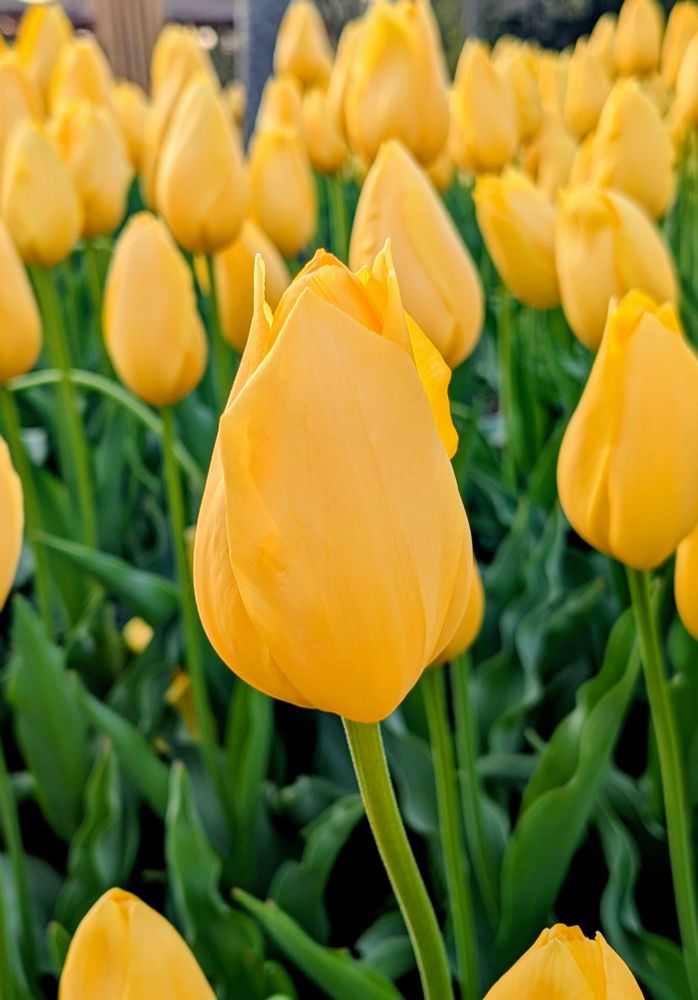 Yello Tulips