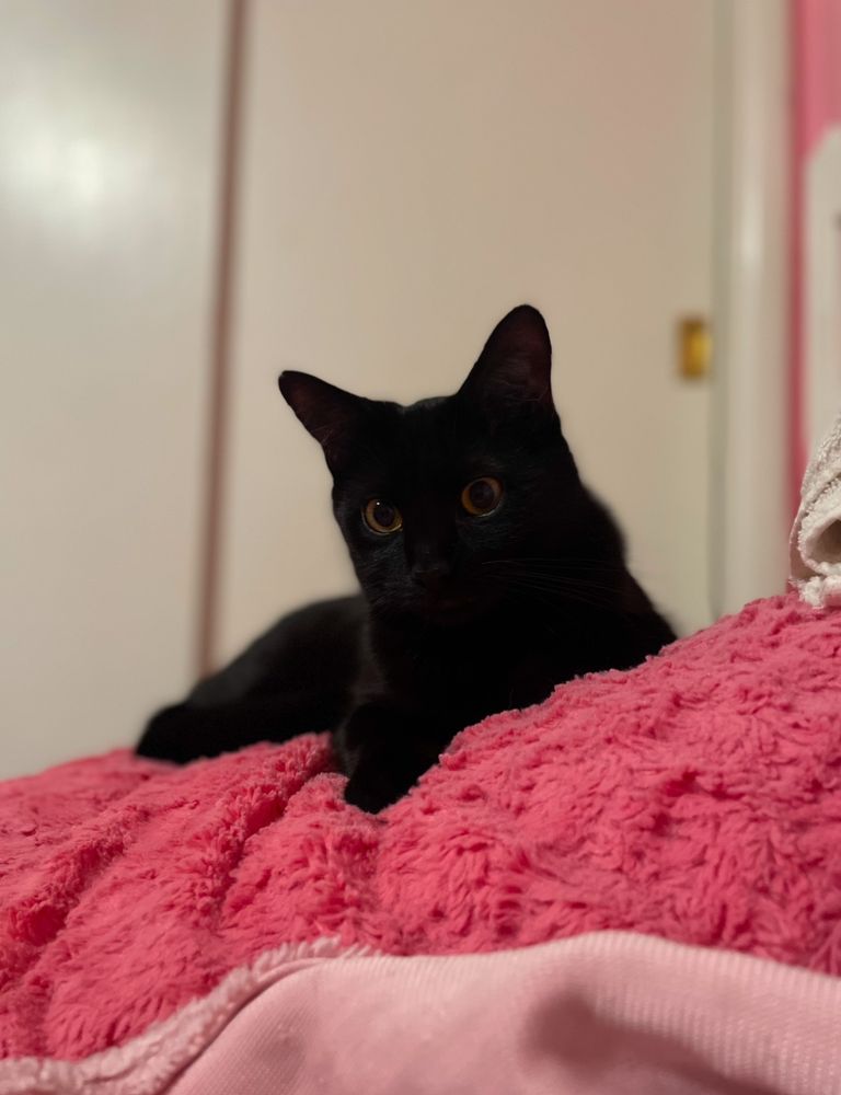 Winston, a black cat, staring into the camera