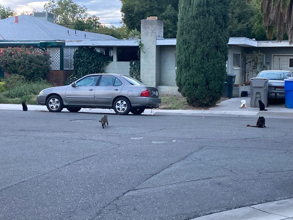 A photo of a street in a residential neighborhood. Two houses — and the street in front of them — are in the shot. But what is most noticeable is that there are five cats on the street, sidewalk, and driveways. 