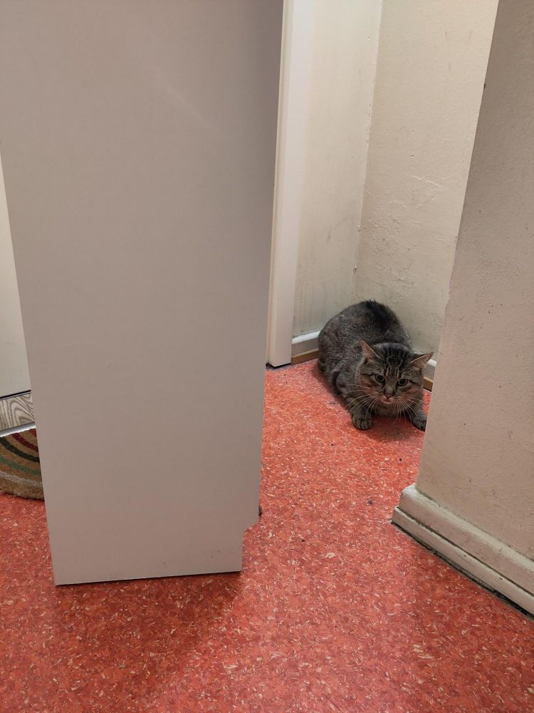 Hinter einem weißen Schuhregal steht eine graue Katze, die die Zunge rausstreckt. Der PVC Boden ist orange.