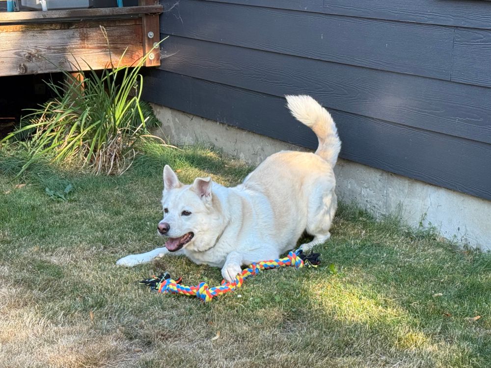 The same dog now with his legs tensed, tail high, and posture that suggests he’s ready to pounce — presumably in defense of the rope toy 