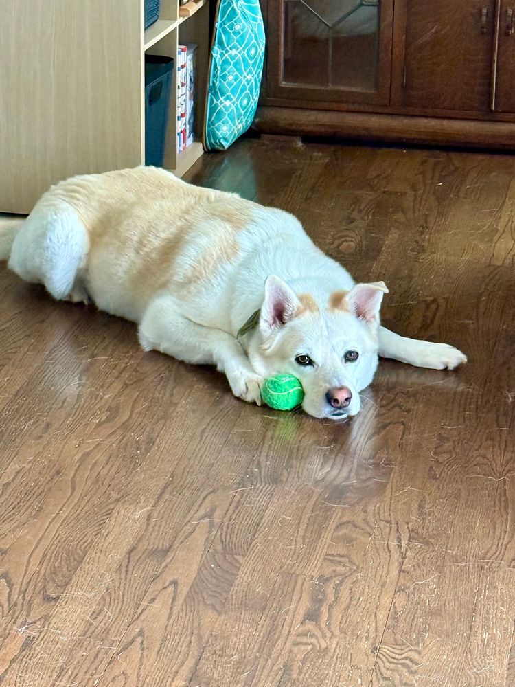 A large blind dog laying down on wood flooring with a bright green tennis ball next to his face. He looks subtly worried the ball will be taken away